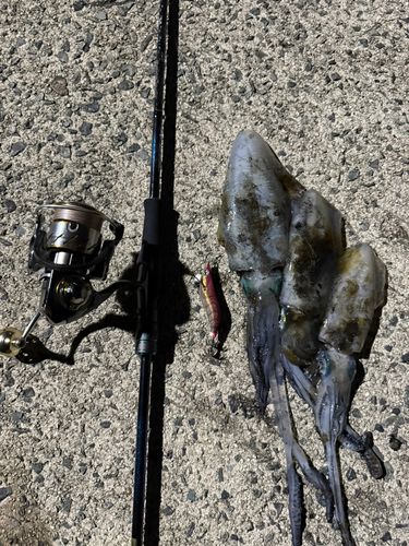 アオリイカの釣果