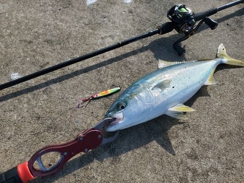 イナダの釣果
