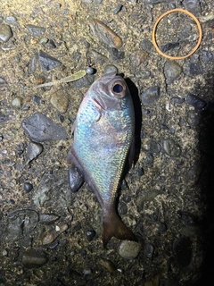 ミナミハタンポの釣果