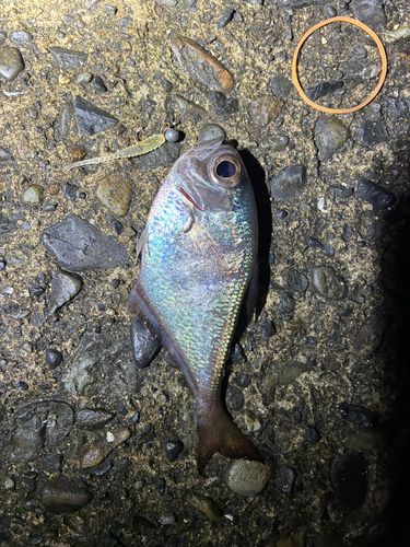 ミナミハタンポの釣果