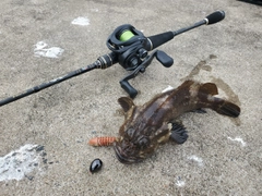 ソイの釣果