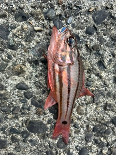 ネンブツダイの釣果