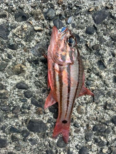 ネンブツダイの釣果