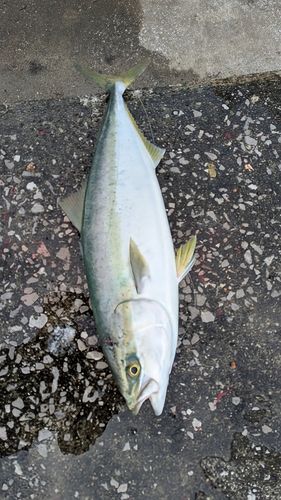 ヤズの釣果