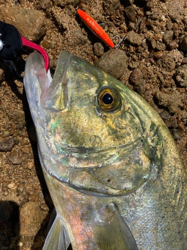 オニヒラアジの釣果