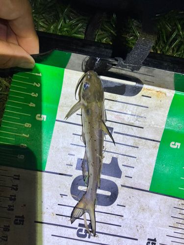 チャネルキャットフィッシュの釣果