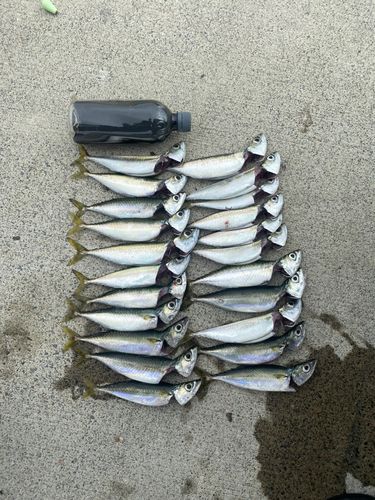 石巻湾
