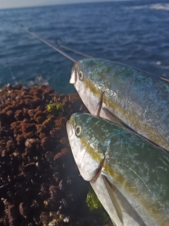 イナダの釣果
