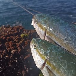 イナダ