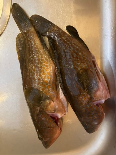 キジハタの釣果
