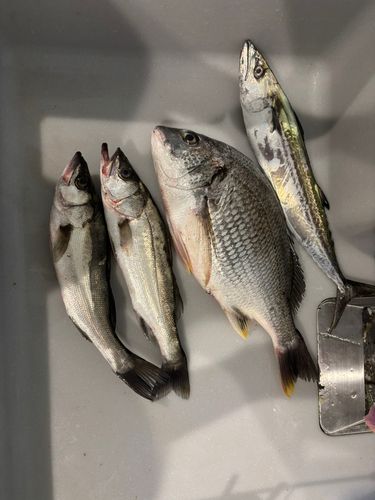 釣果