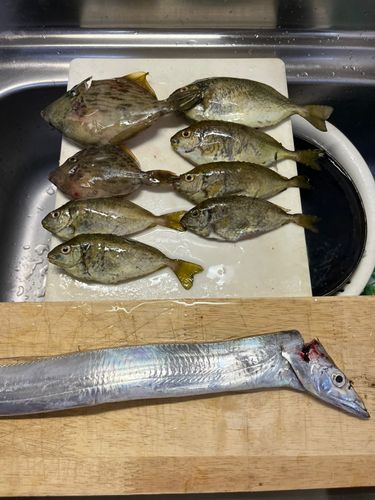 タチウオの釣果