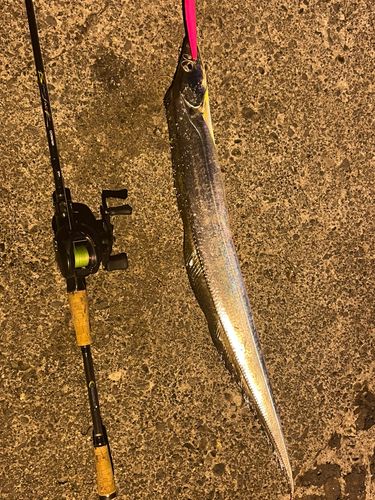 タチウオの釣果