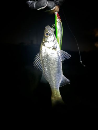 セイゴ（ヒラスズキ）の釣果