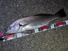 オオニベの釣果