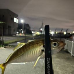 アジ