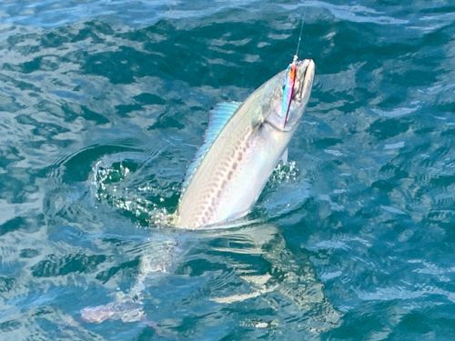サワラの釣果