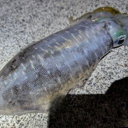 アオリイカ
