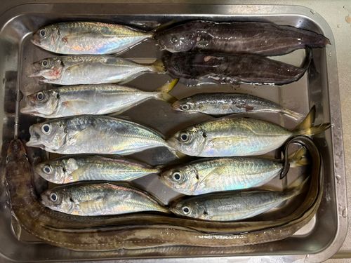アジの釣果