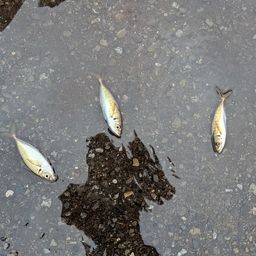 アジ