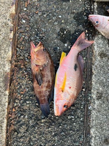 クロホシフエダイの釣果