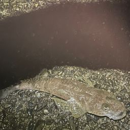 マゴチ