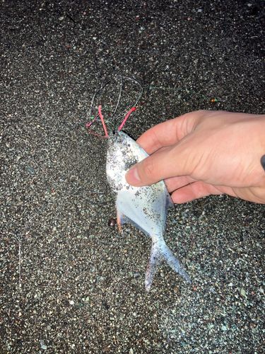 コバンアジの釣果