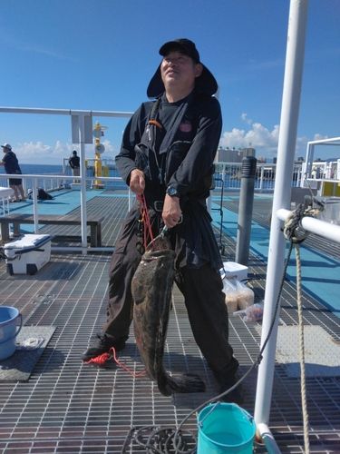 チャイロマルハタの釣果