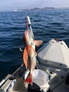 ホウボウの釣果