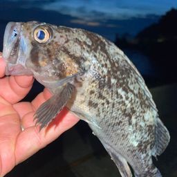 クロソイ