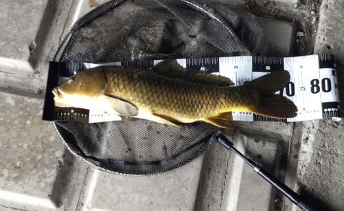 コイの釣果