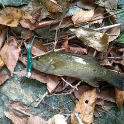 スモールマウスバス