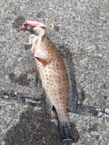 オオモンハタの釣果