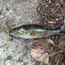 スモールマウスバス