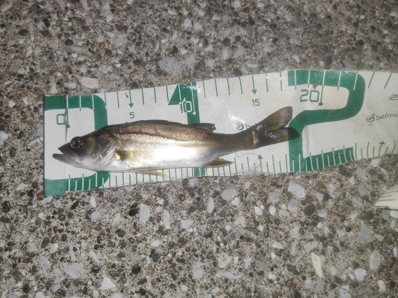 SHIMANO 19エンカウンター S86MLの最安値・インプレ・釣果 | 本音の