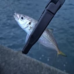 アジ