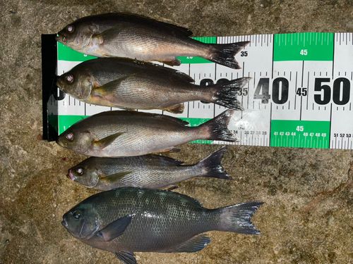 イサキの釣果