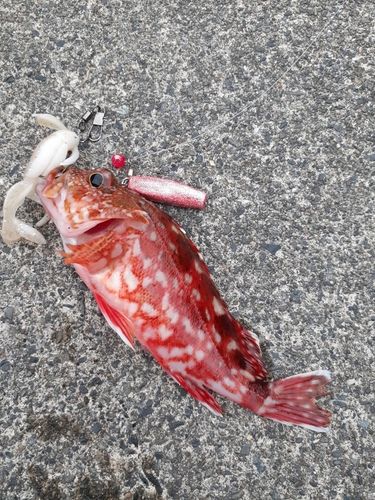 カサゴの釣果