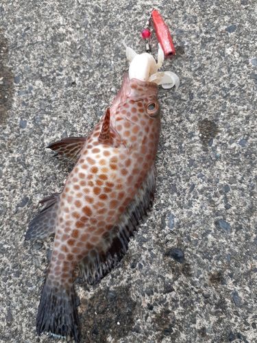 オオモンハタの釣果