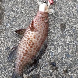 オオモンハタ