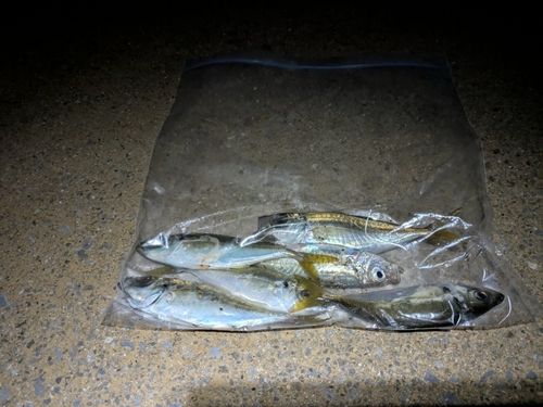 気仙沼湾