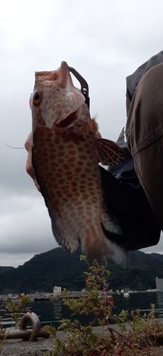 オオモンハタの釣果