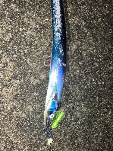タチウオの釣果