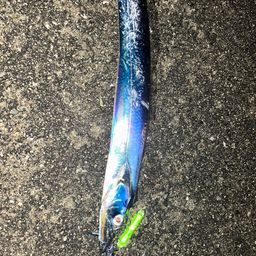 タチウオ