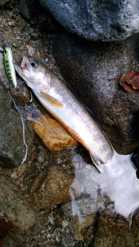 イワナの釣果