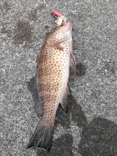 オオモンハタの釣果