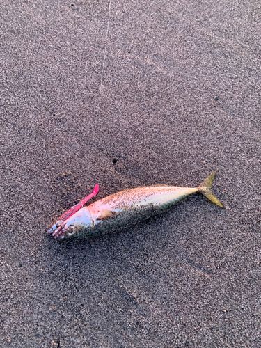 中田島サーフ