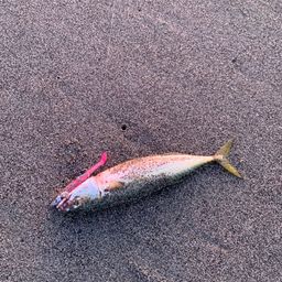 サバ