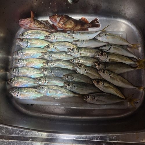 釣果