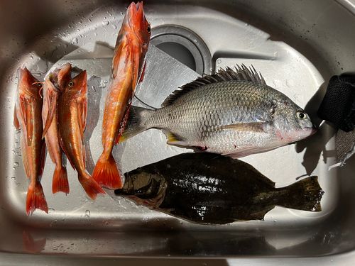 ヒラメの釣果